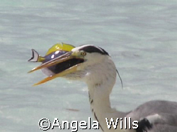Just caught lunch....taken in the Maldives with my Olympu... by Angela Wills 